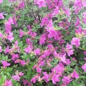 Meet your Posher, Marcella